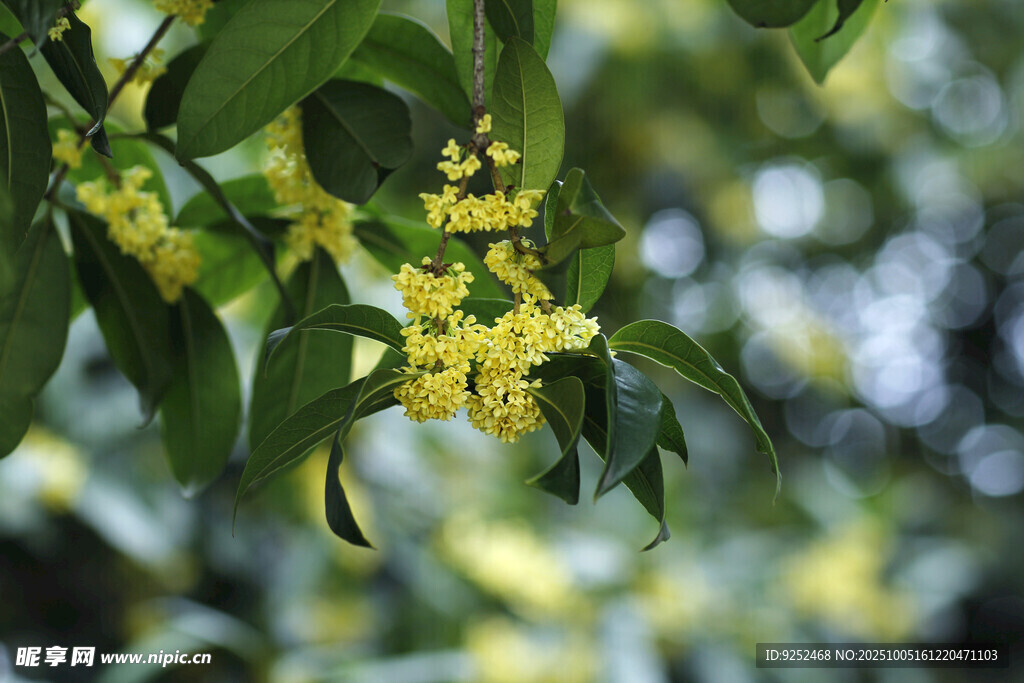  桂花