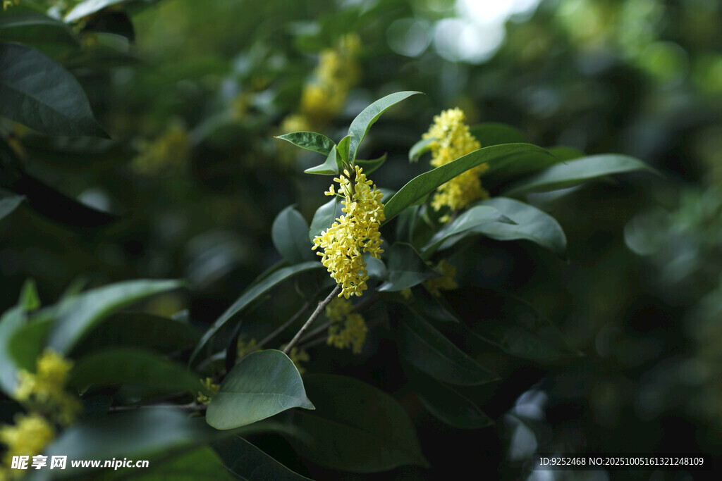  桂花