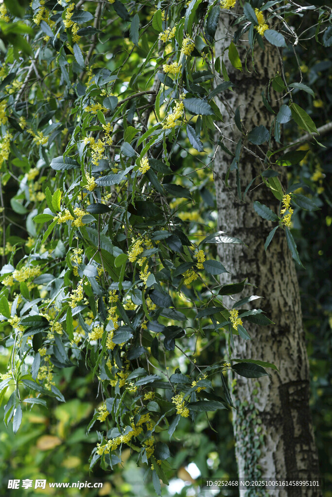  桂花園