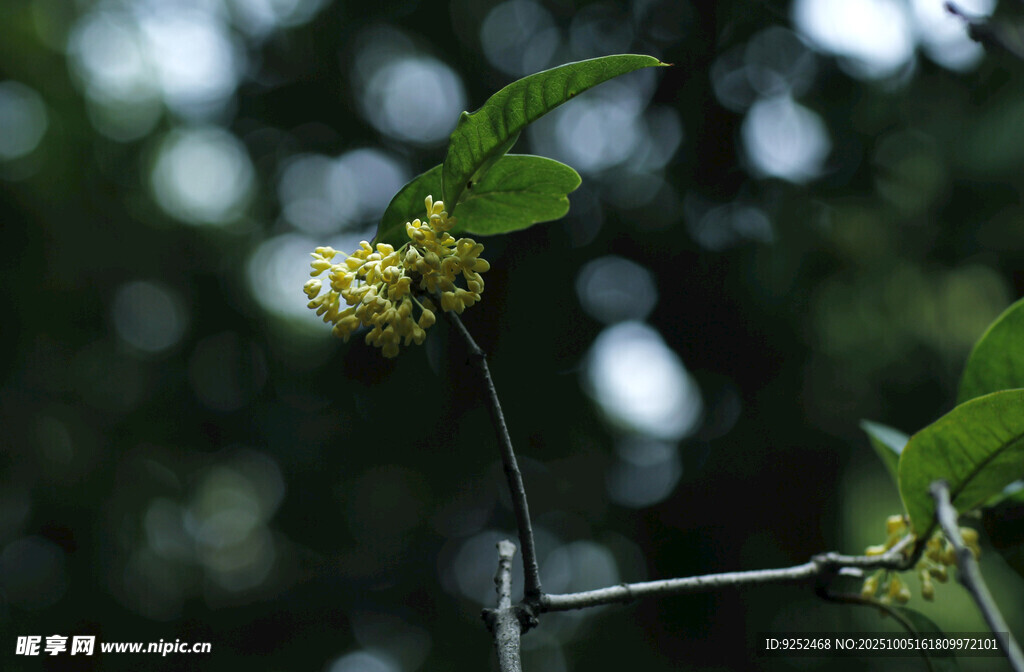 小花 綠葉