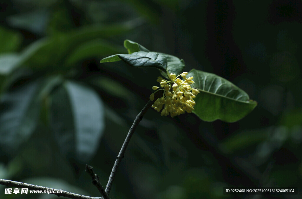 桂花 