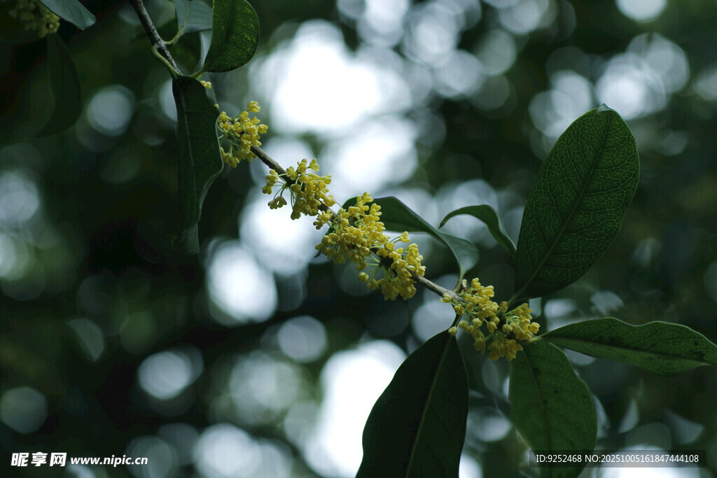 桂花 枝葉