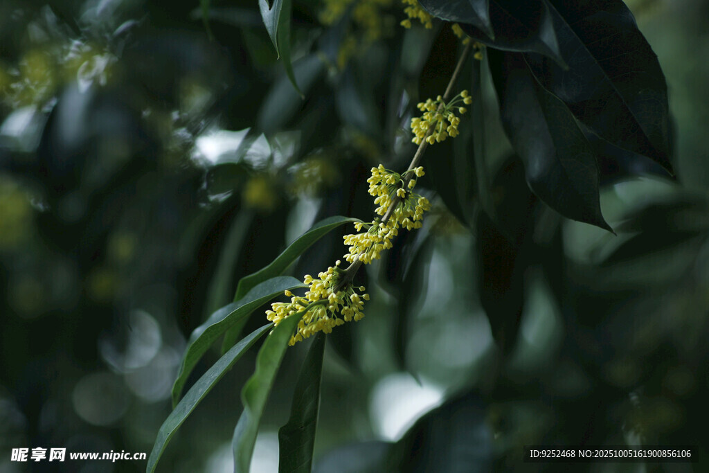  桂花