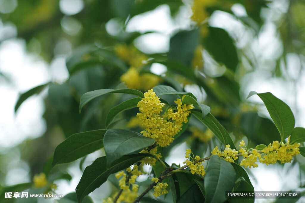  桂花