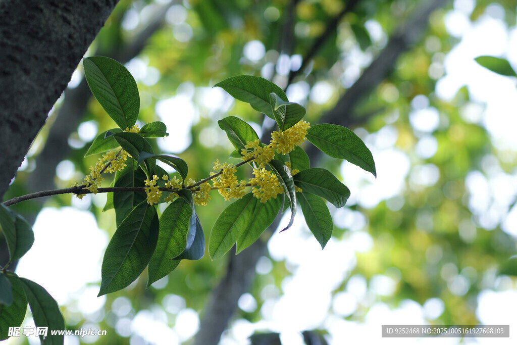 桂花 枝葉