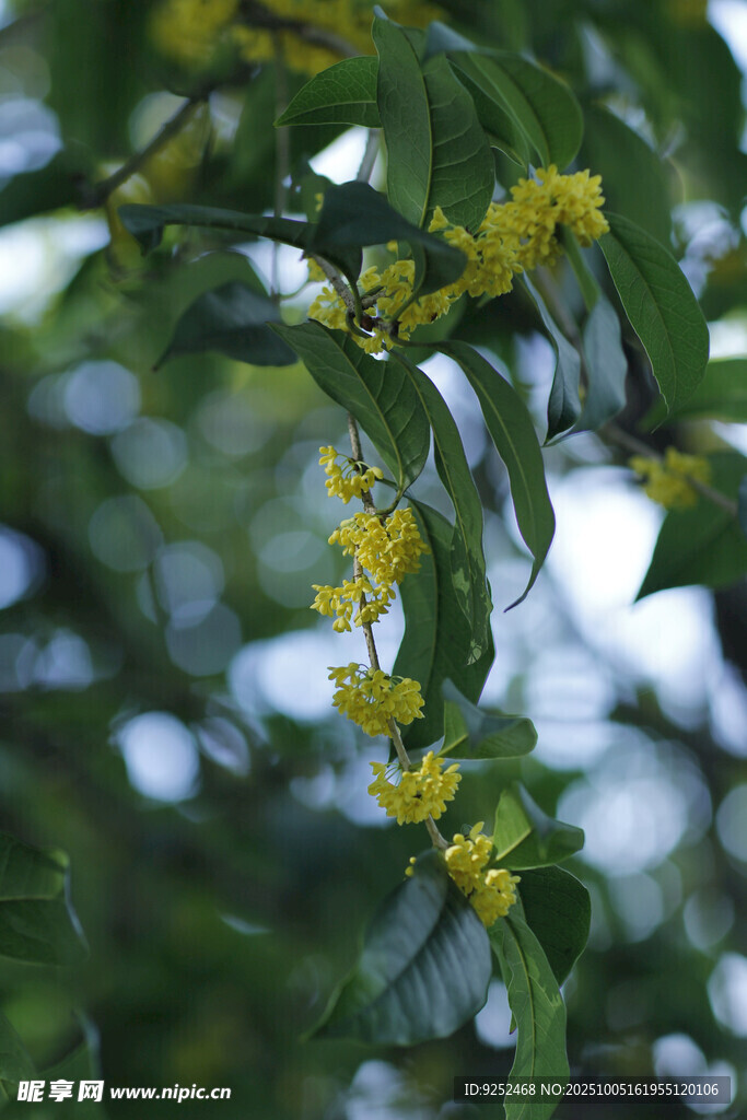 黃色小花 枝頭
