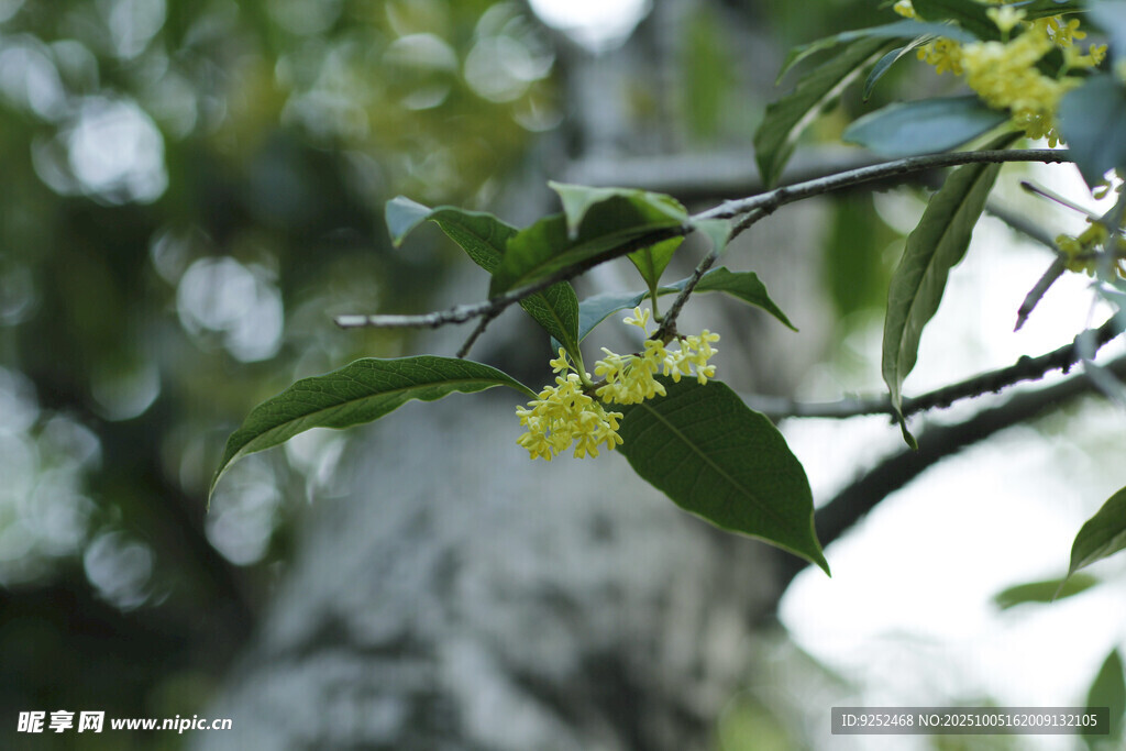 桂花枝 
