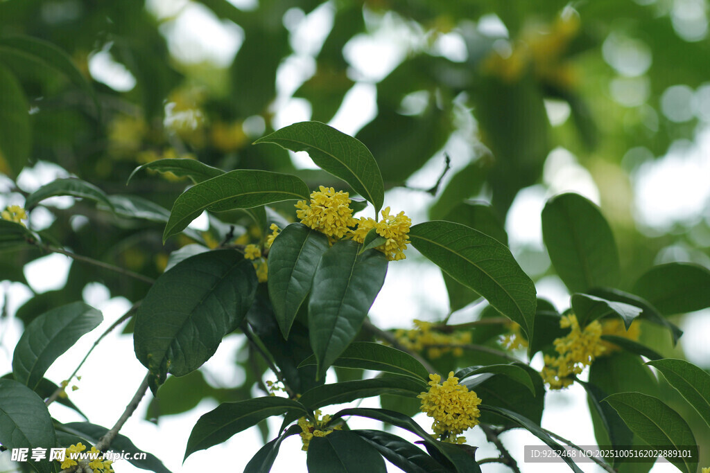 黃色小花 枝頭