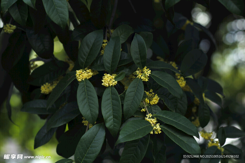  黃色小花