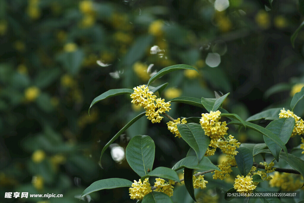  桂花