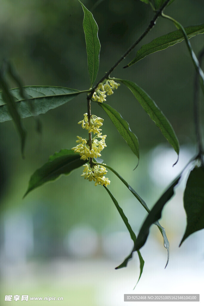  桂花