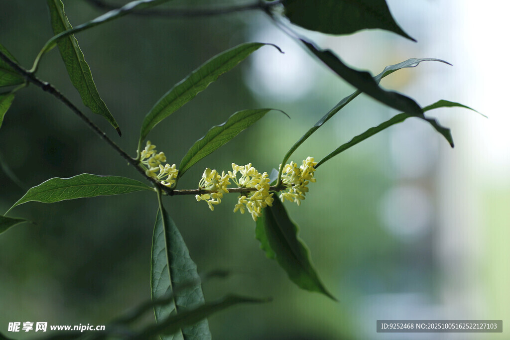 桂花 花枝 