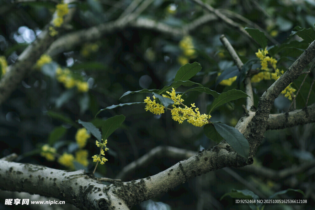 桂花樹 