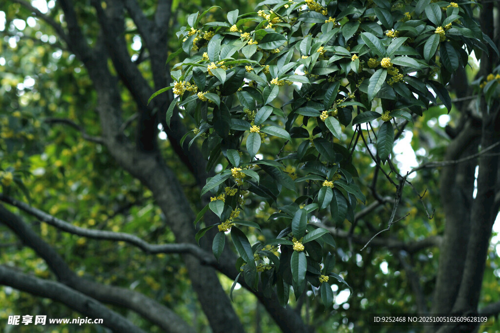  桂花樹(shù) 
