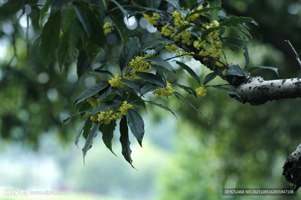 桂花枝 