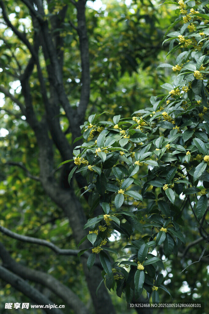 桂花樹 