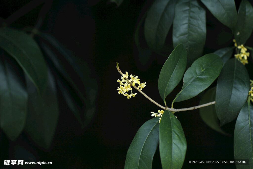  桂花
