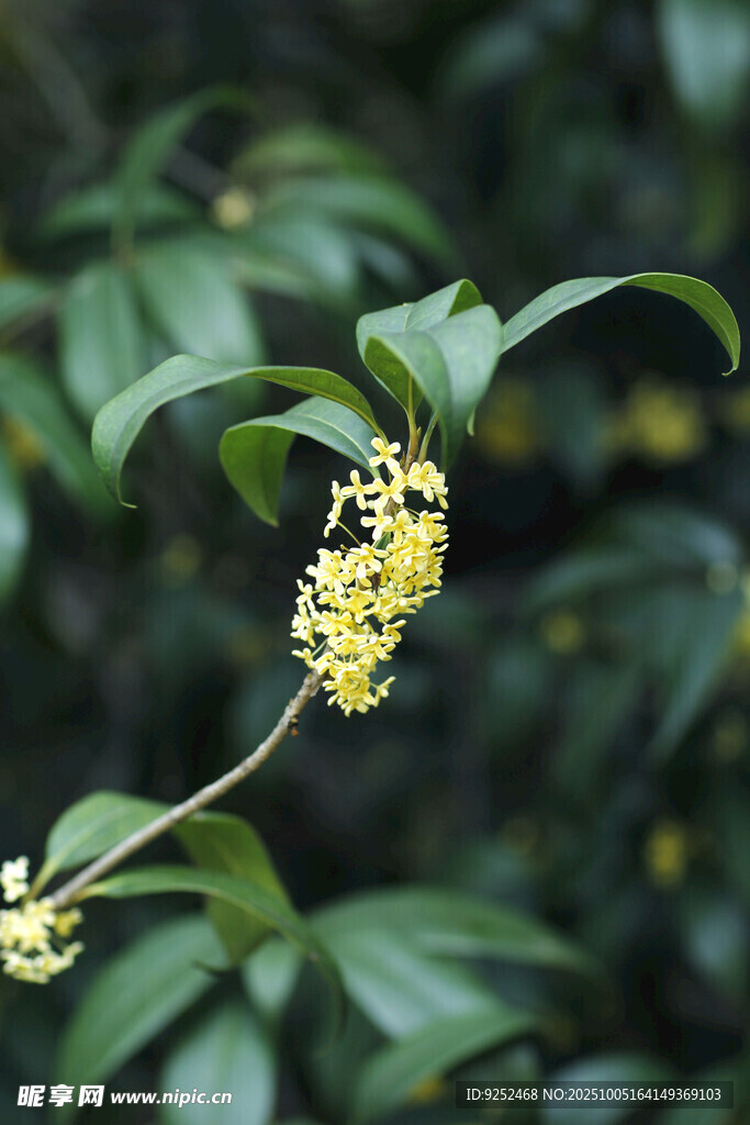 桂花 花朵