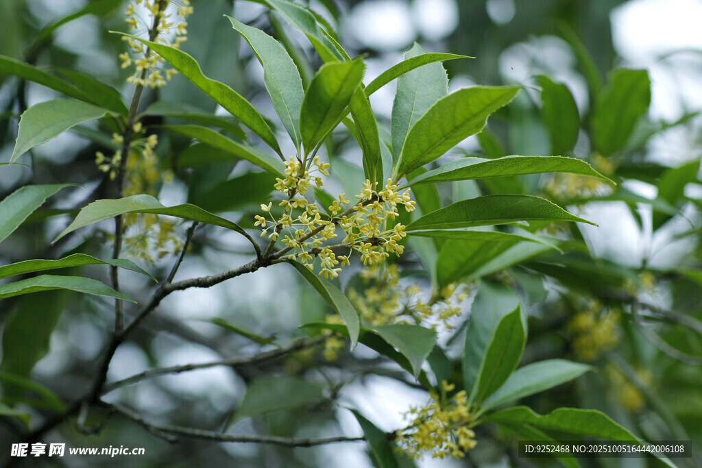 桂花 樹枝
