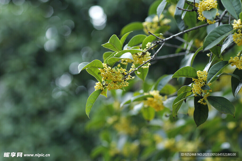  桂花枝