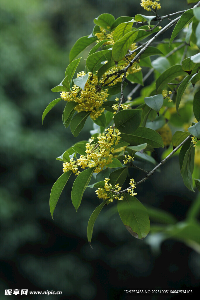 桂花 枝葉