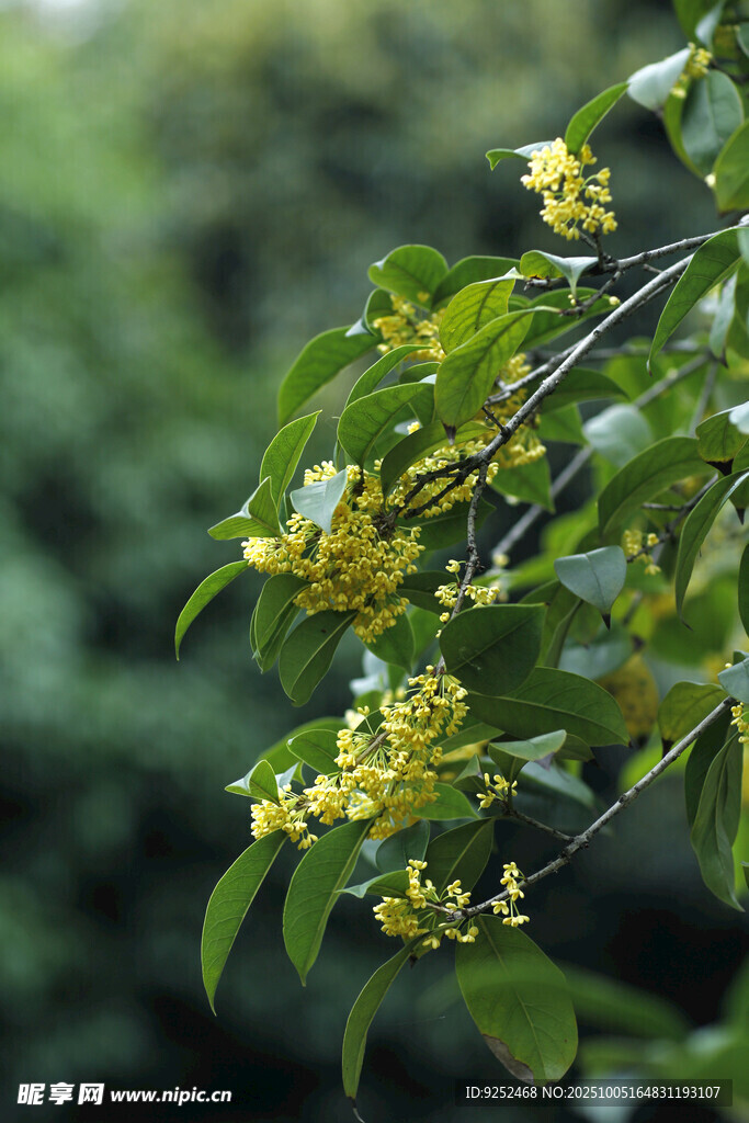  桂花