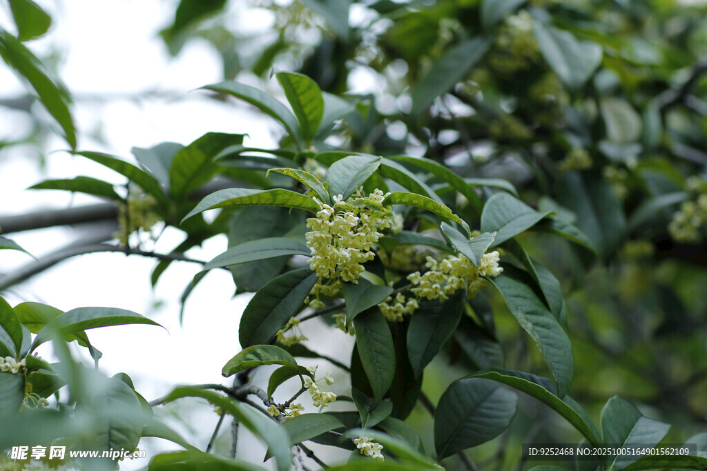 桂花枝 