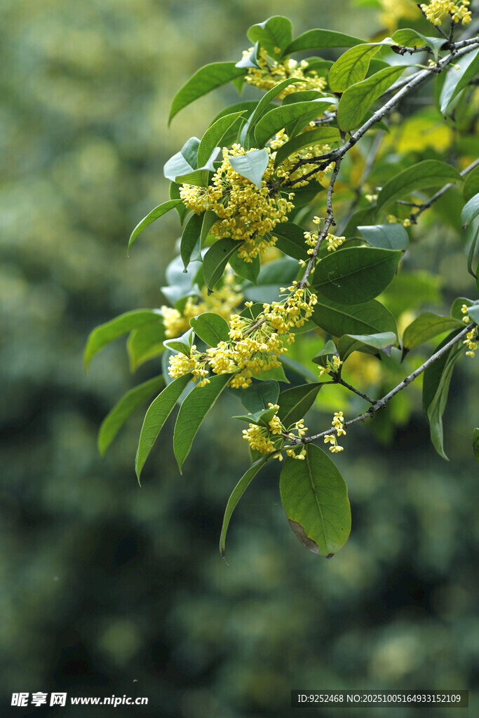  桂花