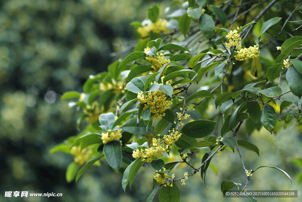 桂花 花枝 