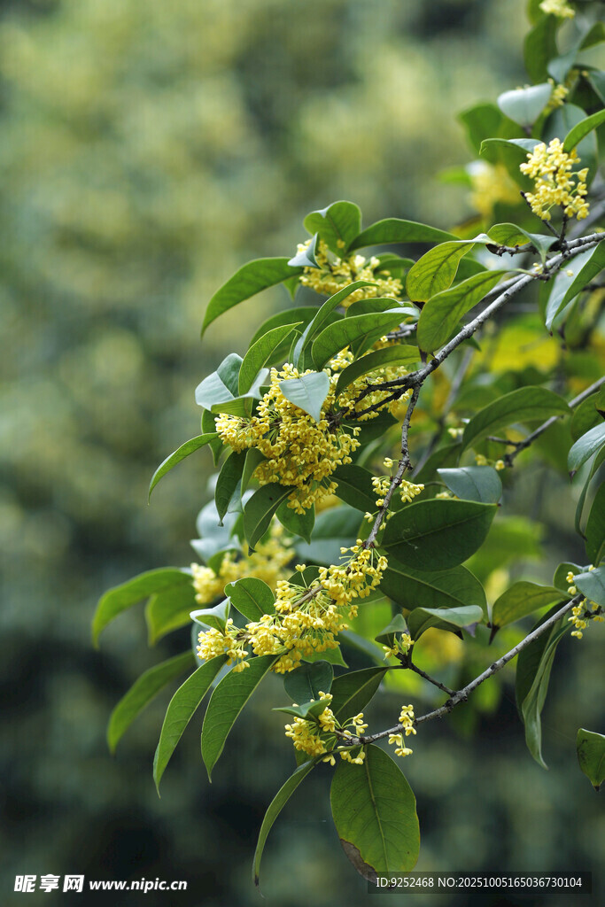 桂花 