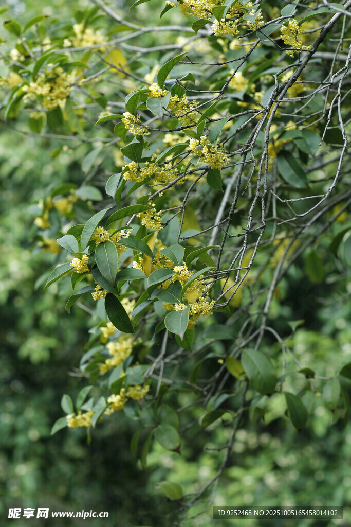 桂花樹 