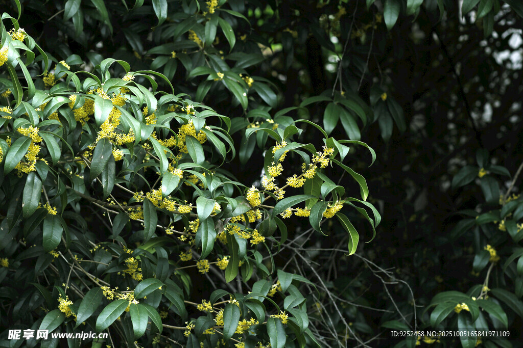  桂花園