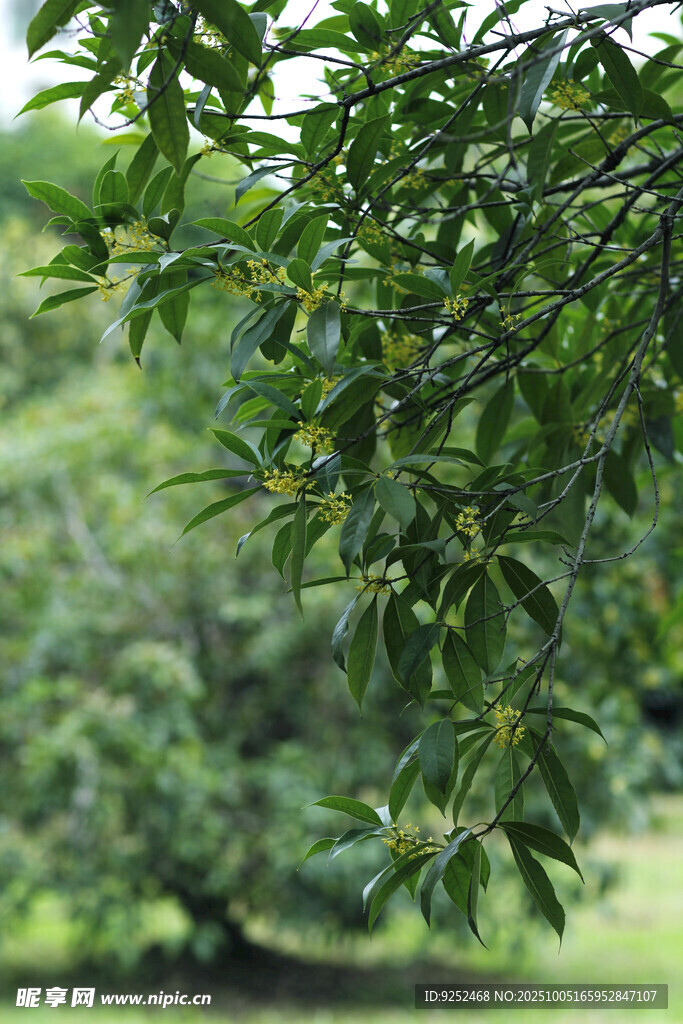 桂花樹