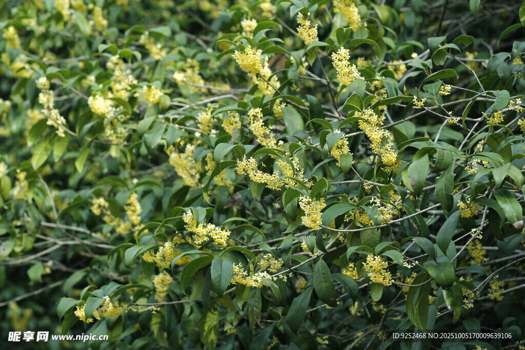 桂花枝 
