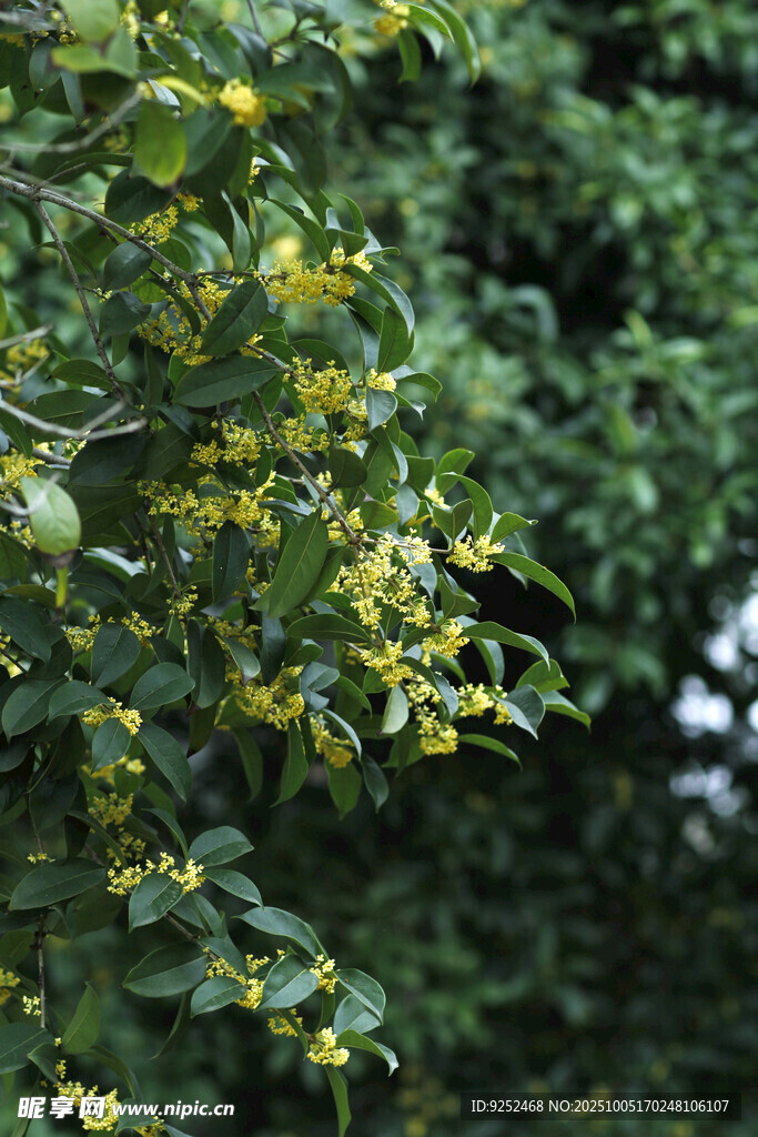  黃色小花