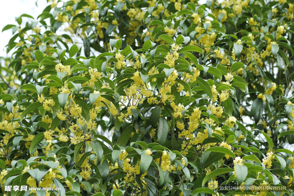 桂花 樹枝