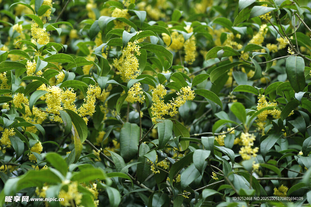 桂花園
