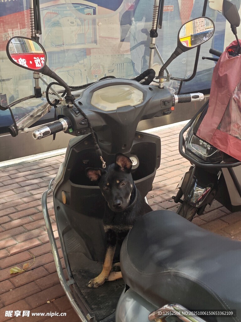 踏板車上的可愛小狗