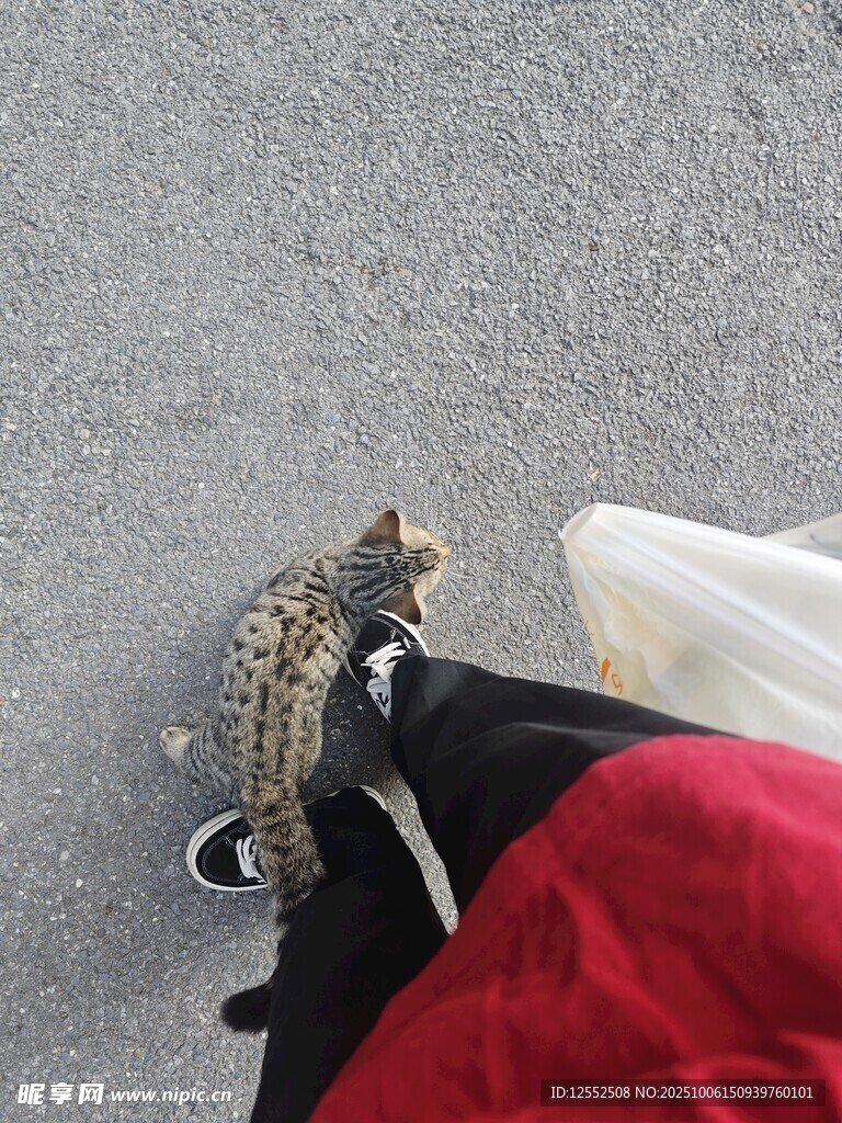 貍花貓