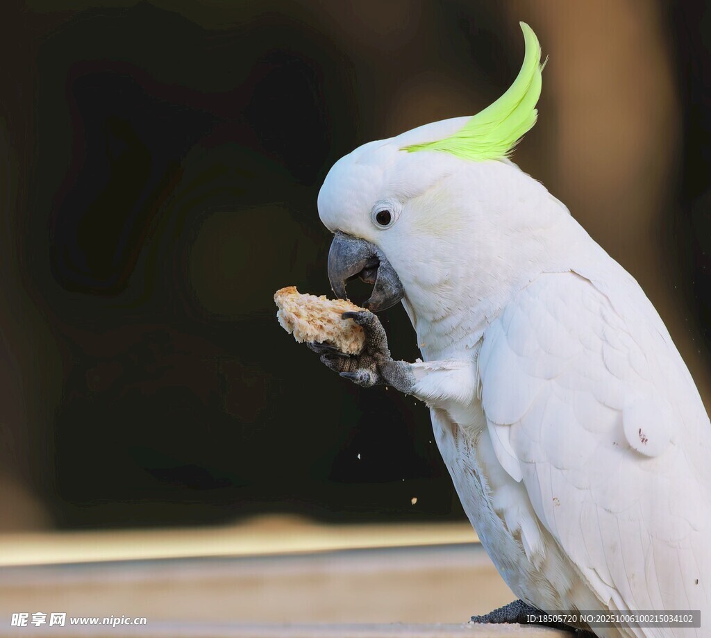 鳳頭鸚鵡進食