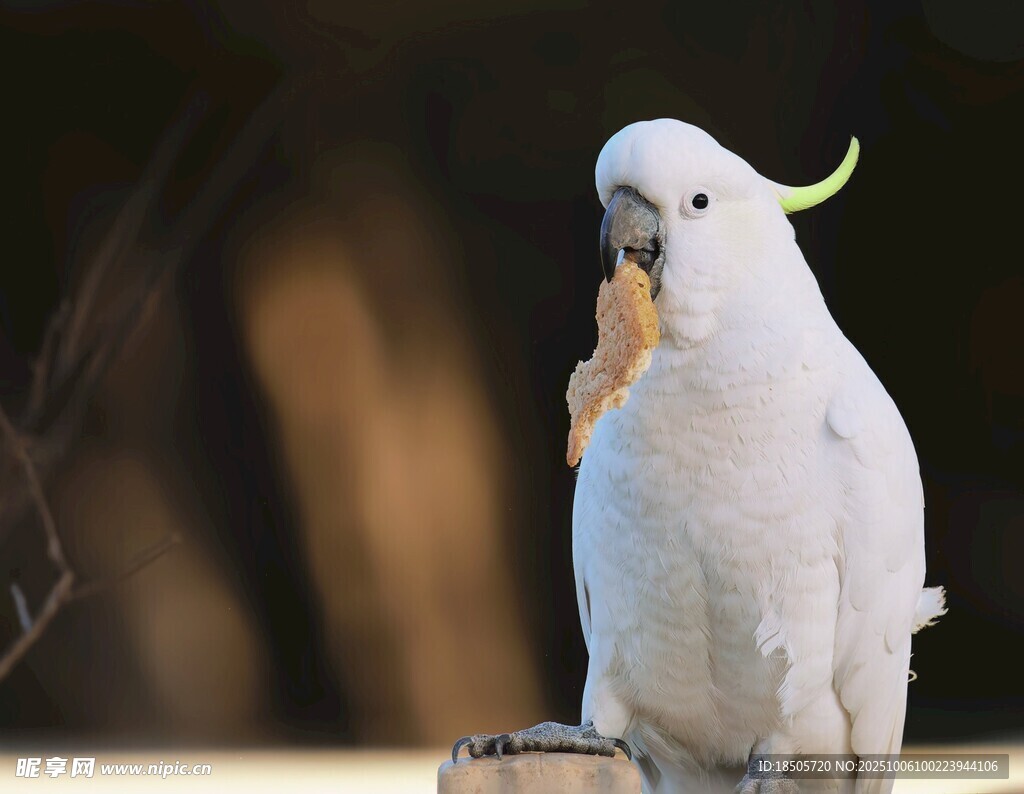 鳳頭鸚鵡進食瞬間
