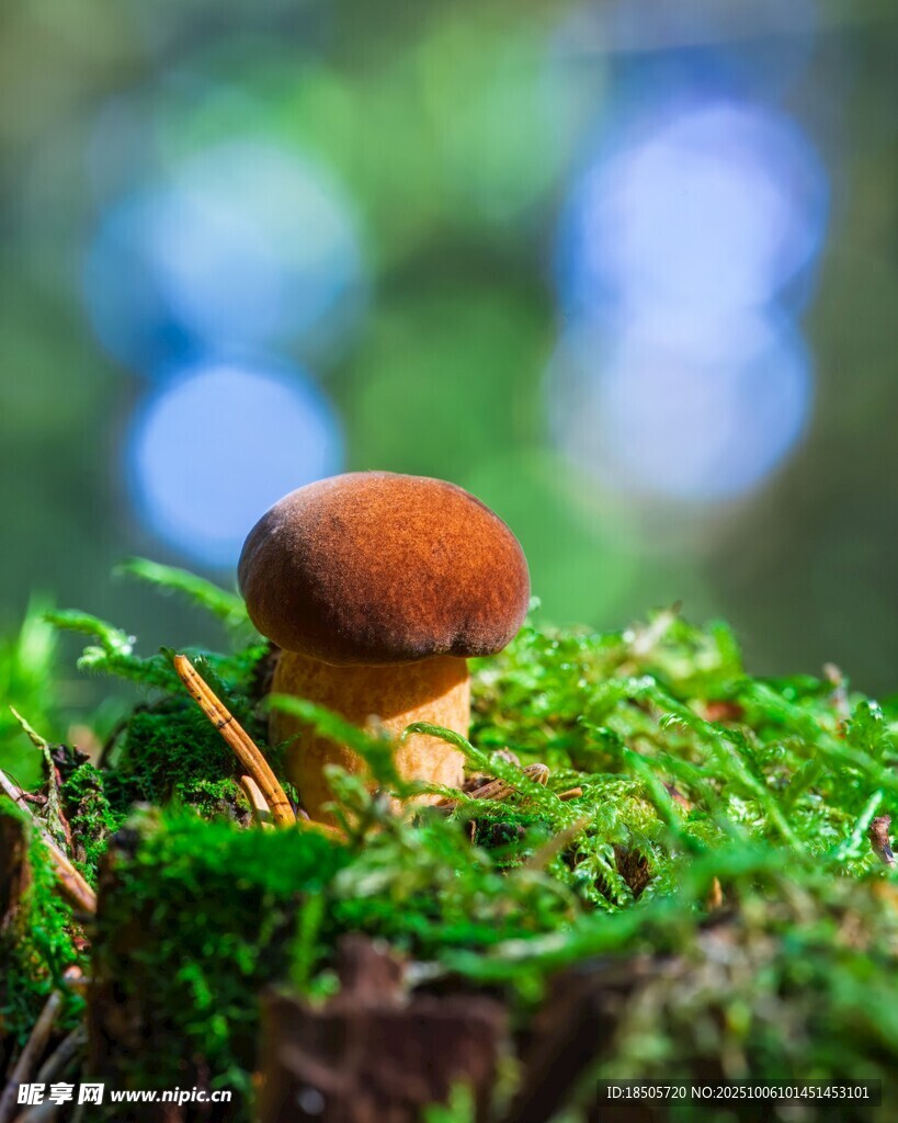 森林中生長的可愛小蘑菇