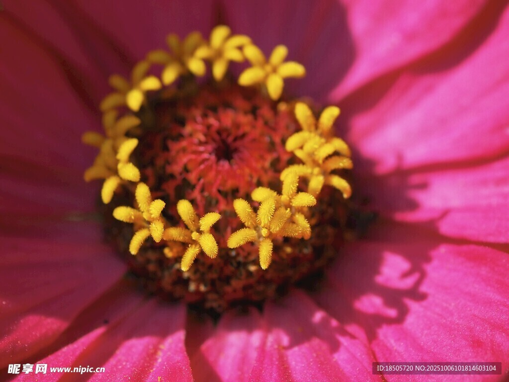 粉色花朵的精致花蕊