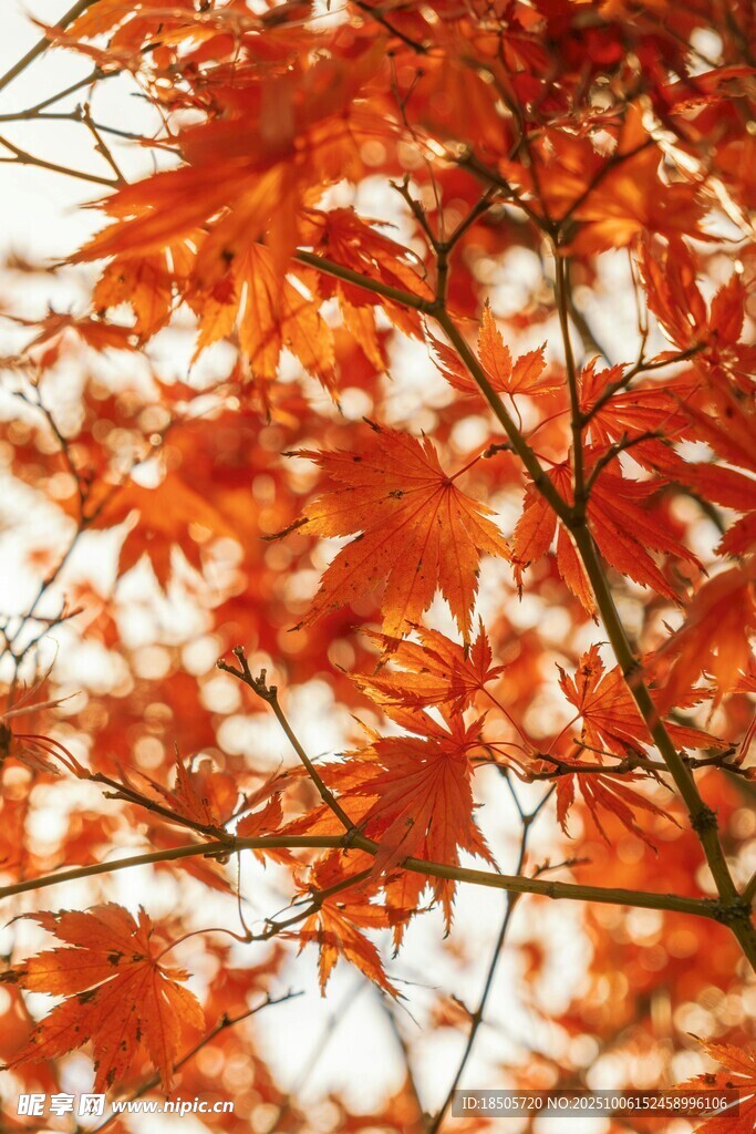 秋日紅楓葉特寫