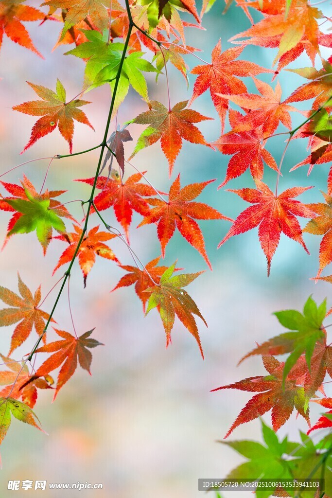 秋日紅楓葉