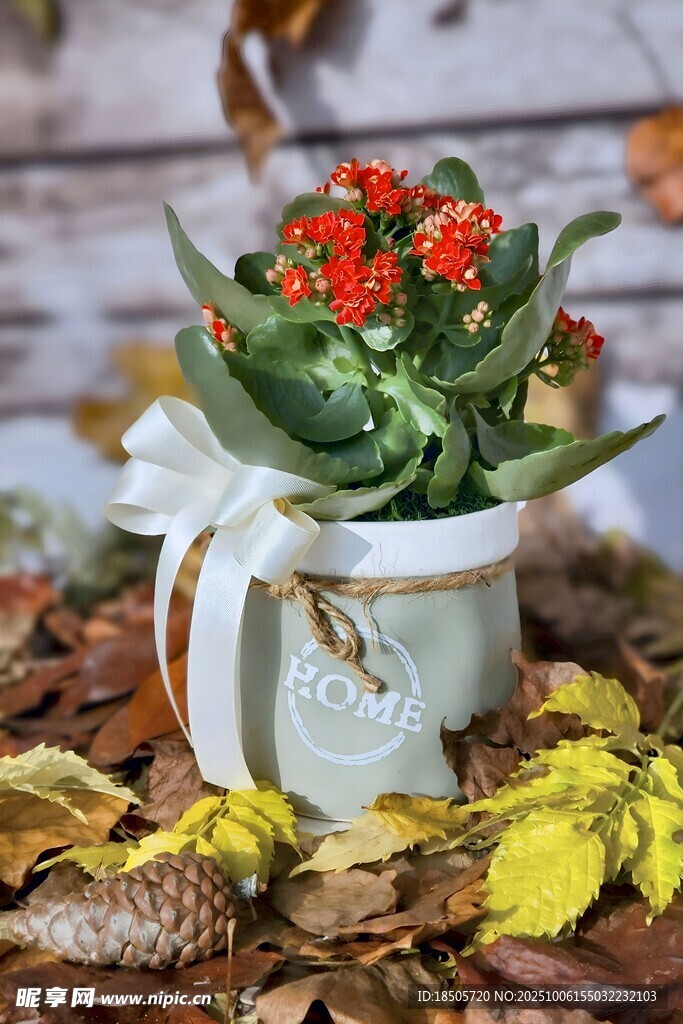 秋日盆栽綠植與紅色漿果