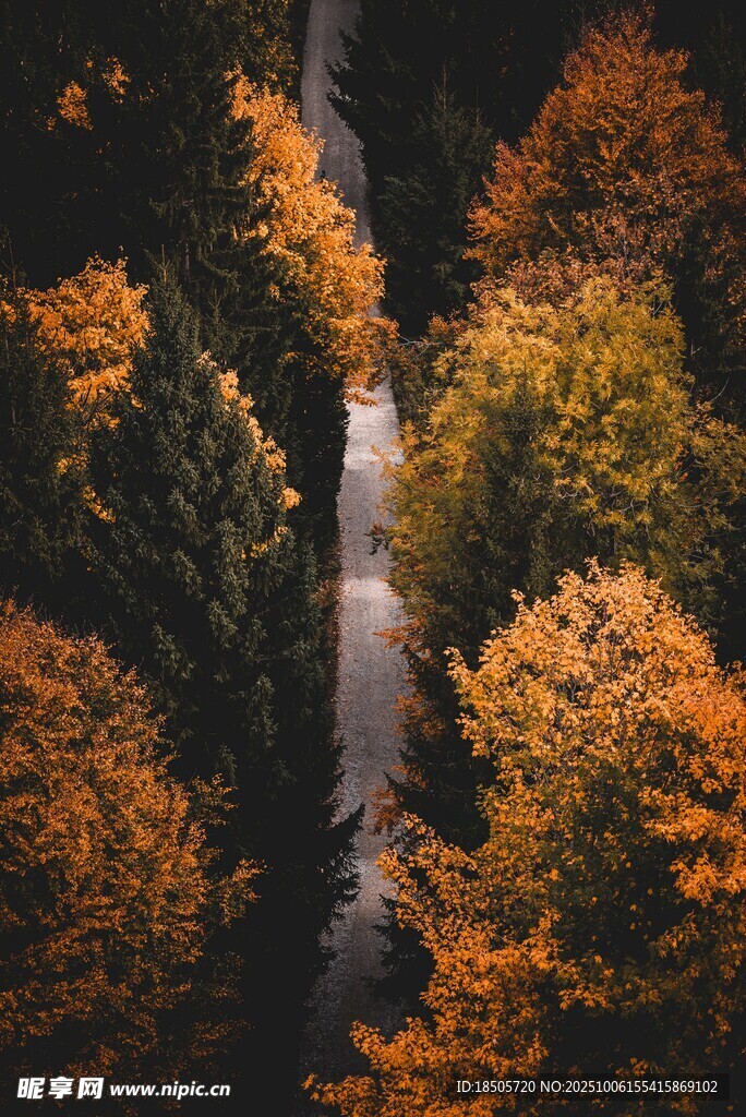 秋日林間蜿蜒小路