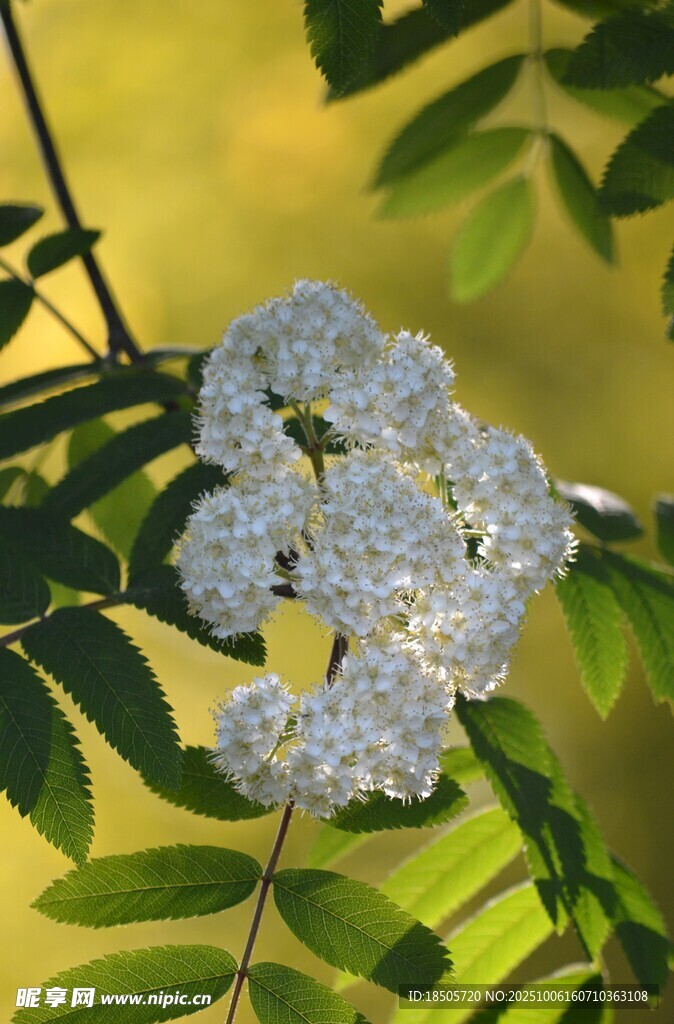 枝頭白花綻放