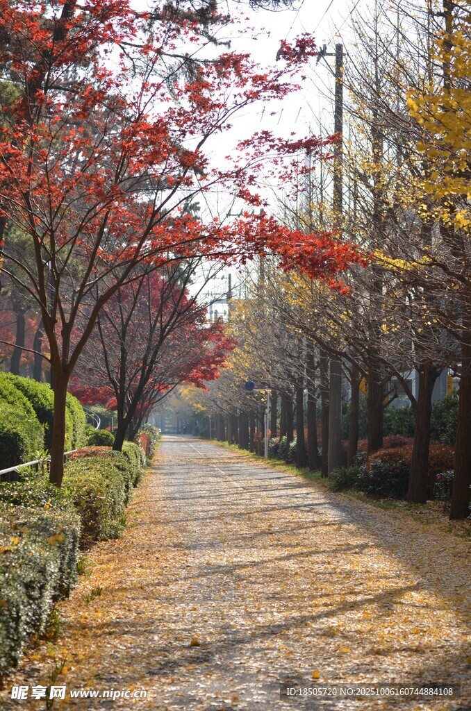 秋日紅葉鋪就林間小路