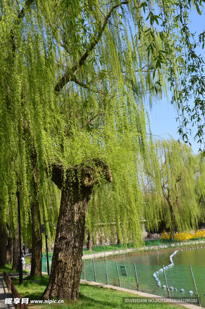 公園風景 